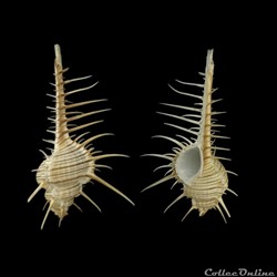 Murex troscheli (Lischke, 1868)