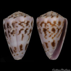 Kalloconus (Trovaoconus) atlanticoselvagem (Afonso & Tenorio, 2004)
