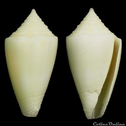Dauciconus (Purpuriconus) bahamensis (Vink & Röckel, 1995)
