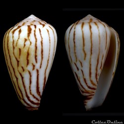 Lautoconus (Varioconus) zebroides (Kiener, 1845)