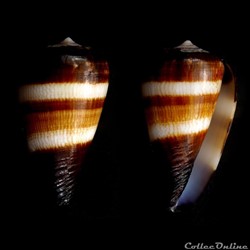 Lautoconus (Africonus) salreiensis (Rolán, 1980)