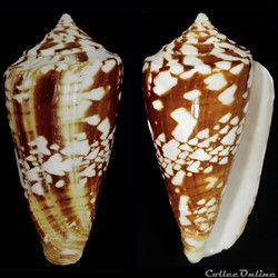 Leptoconus amadis (Gmelin, 1791)
