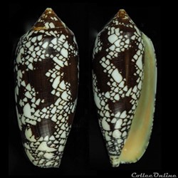 Darioconus aulicus (Linnaeus, 1758)