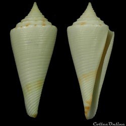 Fusiconus (Bathyconus) comatosus (Pilsbry, 1904)