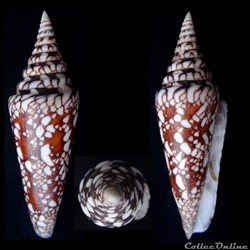 Leptoconus milneedwardsi milneedwardsi (Jousseaume, 1894)