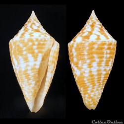 Turriconus (Turriconus) acutangulus (Lamarck, 1810)