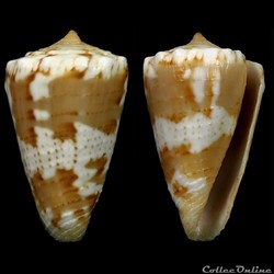 Dauciconus (Purpuriconus) magellanicus (Hwass, 1792)