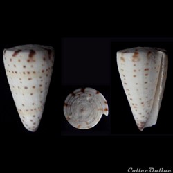 Elisaconus litteratus (Linnaeus, 1758)