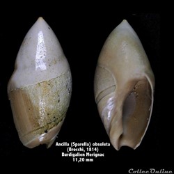 Ancila obsoleta (Brocchi, 1814)