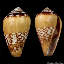 Lautoconus (Lautoconus) belairensis (Pin & Leung Tack, 1989)