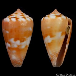 Dauciconus (Purpuriconus) mariaodeteae (Petuch & Myers, 2014)