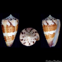 Strategoconus (Vituliconus) circumactus (Iredale, 1929)