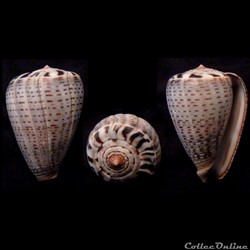 Dendroconus glaucus (Linnaeus, 1758)