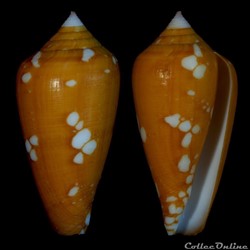Darioconus crocatus (Lamarck, 1810)