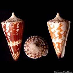 Strategoconus (Strategoconus) maldivus (Hwass, 1792)