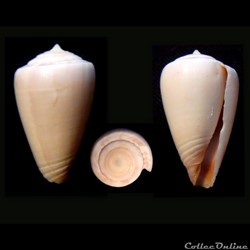 Kalloconus (Kalloconus) trochulus (Reeve, 1844)