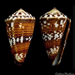 Strategoconus (Strategoconus) splendidulus (Sowerby I, 1833)