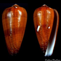 Darioconus pennaceus vezoi (Korn, Niederhöfer & Blöcher, 2000)