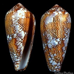 Darioconus pennaceus praelatus (Hwass in Bruguière, 1792)