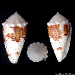 Strategoconus (Rolaniconus) varius (Linnaeus, 1758)