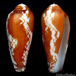 Darioconus episcopatus (da Motta, 1988)
