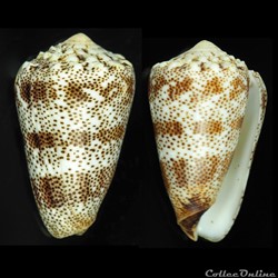 Puncticulis arenatus aequipunctatus (Dautzenberg, 1937)