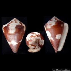 Rhizoconus vexillum (Gmelin, 1791)