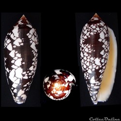 Darioconus aulicus (Linnaeus, 1758)