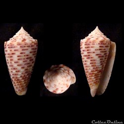 Phasmoconus (Fulgiconus) cebuensis (Wills, 1990)