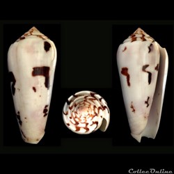 Pionoconus gubernator (Hwass in Bruguière, 1792)