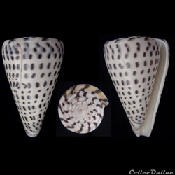 Lithoconus leopardus (Röding, 1798)