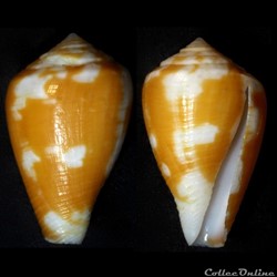 Pionoconus robini Limpalaër & Monnier, 2012