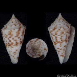 Conasprella eugrammata (Bartsch & Rehder, 1943)