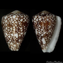 Darioconus racemosus (Sowerby III, 1874)