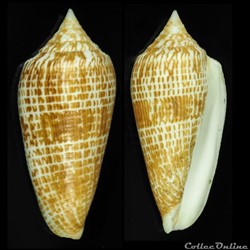 Phasmoconus (Phasmoconus) armadillo (Shikama, 1971)