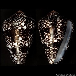 Darioconus racemosus (Sowerby III, 1874)