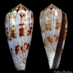 Textilia (Afonsoconus) kinoshitai (Kuroda, 1956)