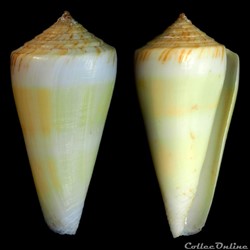 Kioconus (Kioconus) alconnelli (da Motta, 1986)