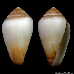 Californiconus californicus (Reeve, 1844)