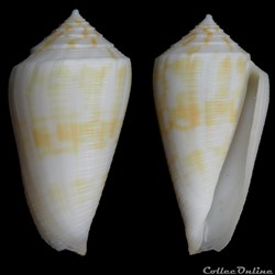 Eremiconus limpusi f. albellus (Röckel & Korn, 1990)