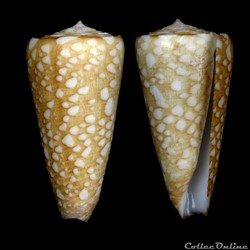 Eugeniconus victor f. abbai (Poppe & Tagaro, 2011)