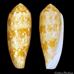 Darioconus auricomus (Hwass, 1792)