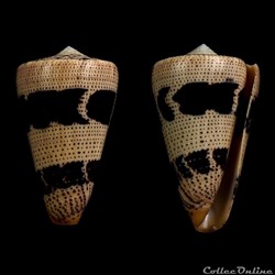 Strategoconus (Rolaniconus) augur (Ligthfoot, 1786)