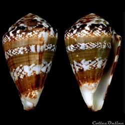 Lautoconus (Africonus) mordeirae (Rolán & Trova , 1990)
