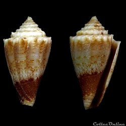 Stephanoconus (Taranteconus) chiangi Azuma, 1972