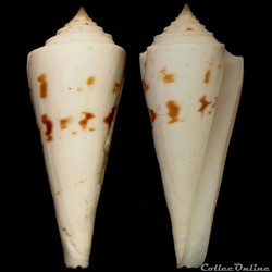 Endemoconus sieboldii (Reeve, 1848)