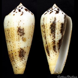 Pionoconus magus (Linnaeus, 1758)