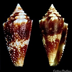 Stephanoconus (Taranteconus) polongimarumai (Kosuge, 1980)