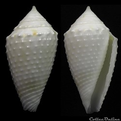 Ximeniconus (Jaspidiconus) vanhyningi (Rehder, 1944)