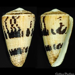 Strategoconus (Rolaniconus) augur (Ligthfoot, 1786)